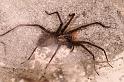 Tegenaria_parietina_D6168_Z_88_Les Gris_Frankrijk